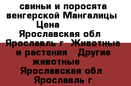 свиньи и поросята венгерской Мангалицы › Цена ­ 7 000 - Ярославская обл., Ярославль г. Животные и растения » Другие животные   . Ярославская обл.,Ярославль г.